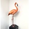 Mounted Cuban flamingo