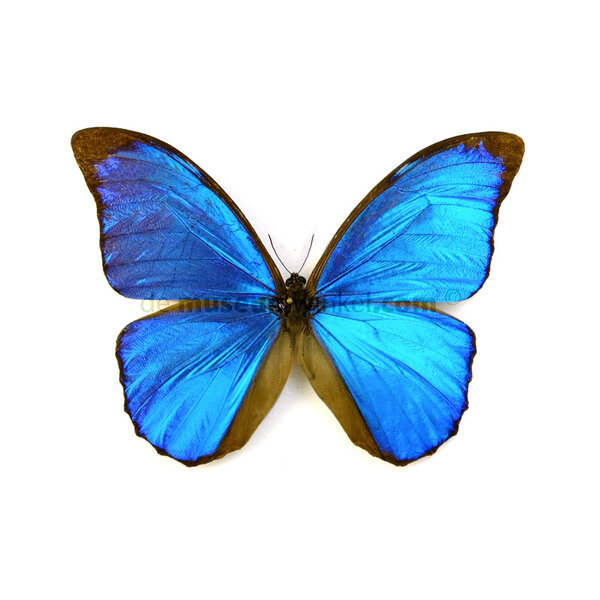 Morpho menelaus dried/papered