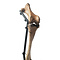 Bein eines Elefantenvogels (Aepyornis maximus)
