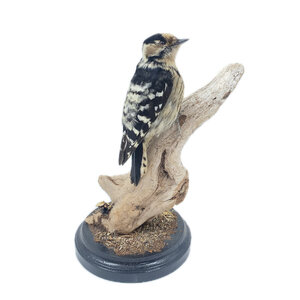 Mounted lesser spotted woodpecker (female)