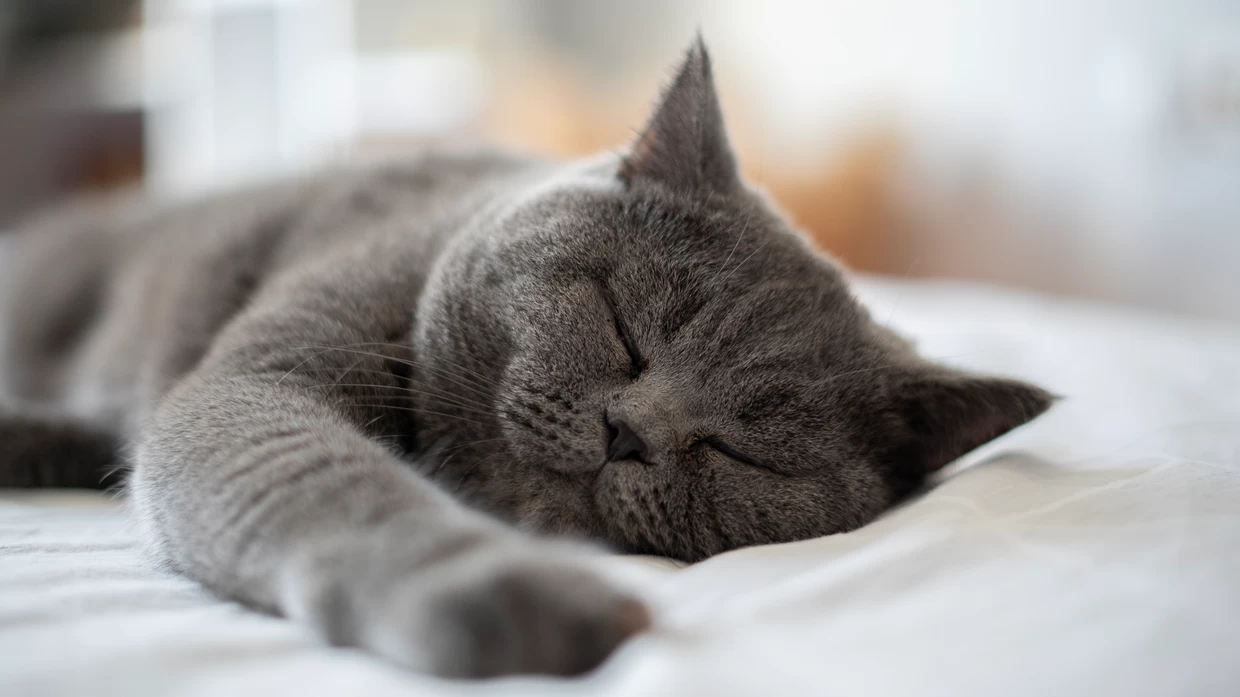 De dag nadat... ik mijn opgezette kat ophaalde De