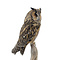 Mounted Long-eared owl