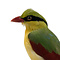 Mounted common green magpie (B)