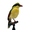 Mounted common green magpie (B)