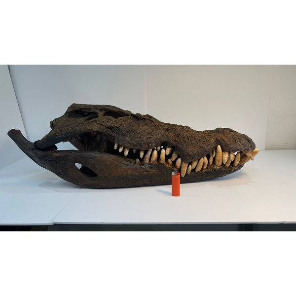 Schedel zoutwaterkrokodil (Replica)