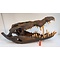 Skull saltwater crocodile (Replica)