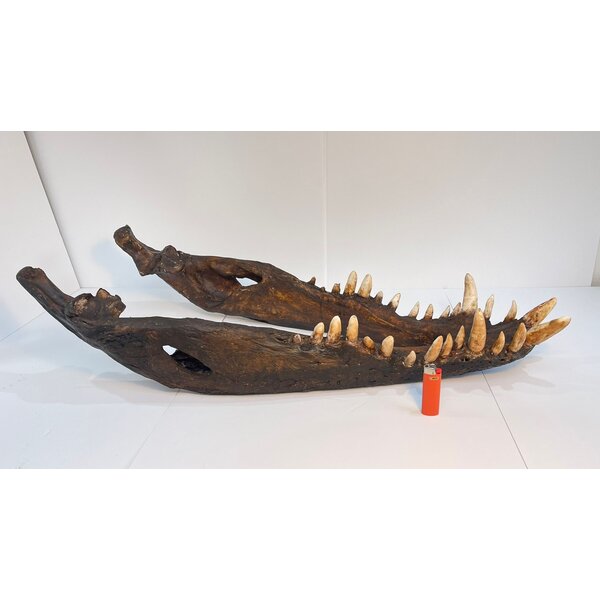 Schädel Leistenkrokodil  (Replik)