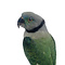 Opgezette Malabar parakeet (female)