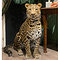 Mounted leopard