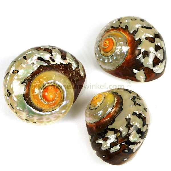 Turbo Sarmaticus (M)