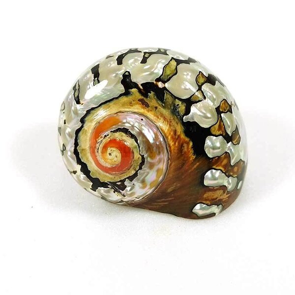 Turbo Sarmaticus (M)