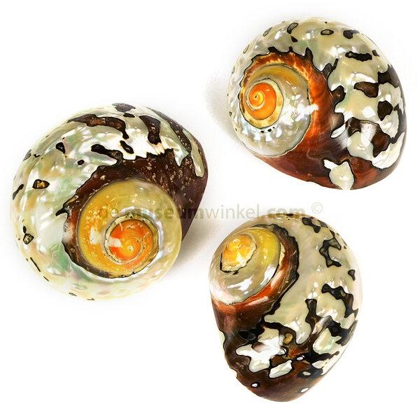 Turbo Sarmaticus (M)