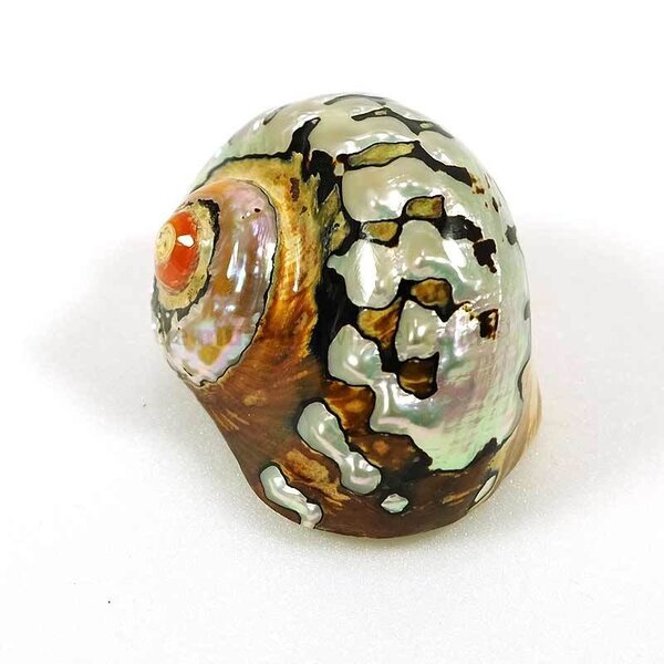 Turbo Sarmaticus (M)