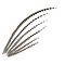 Reeves's pheasant feathers 75 - 90 cm