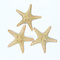 Starfish sand