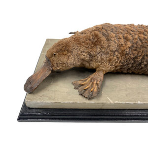 Antique mounted platypus