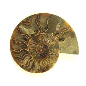 Fossil split ammonite half