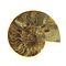 Fossil split ammonite half