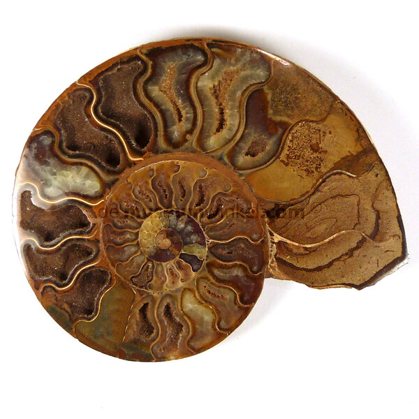 Fossil split ammonite half