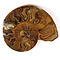 Fossil split ammonite half