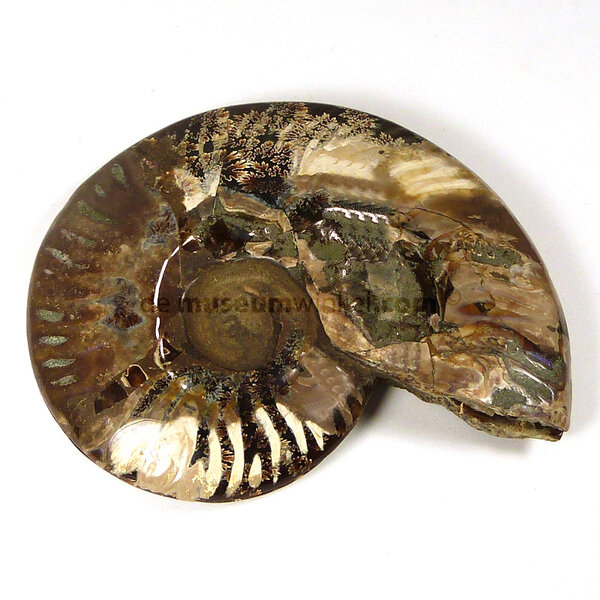 Fossil split ammonite half