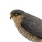 Mounted sparrowhawk (B)