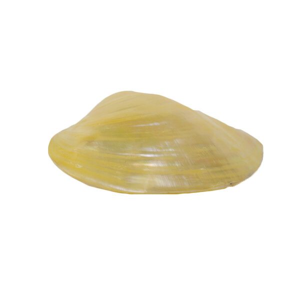 Bivalvia Muschel (weiß)