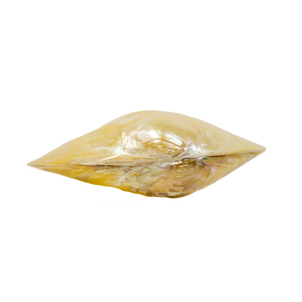 Bivalvia Muschel (weiß)