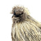 Mounted Silky Fowl