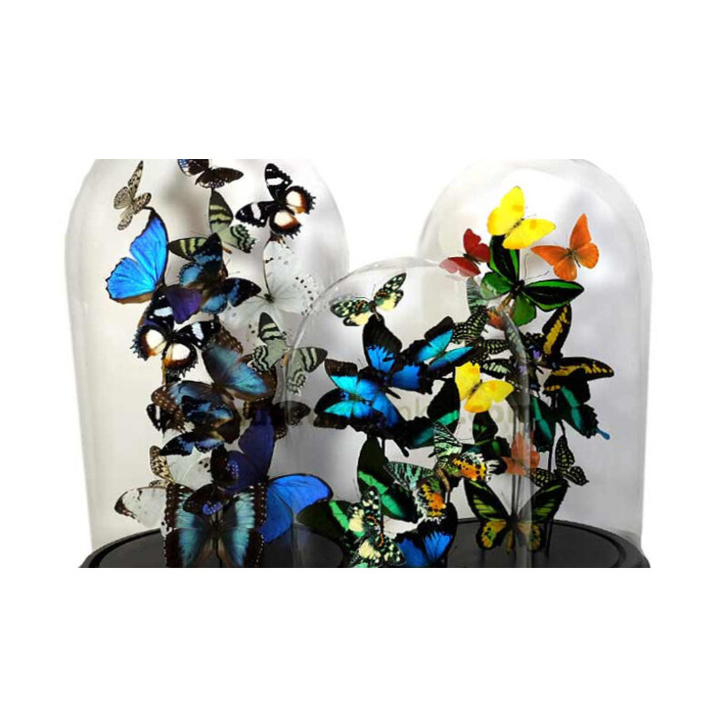 Vlinders in stolp