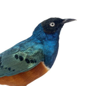 Mounted superb starling