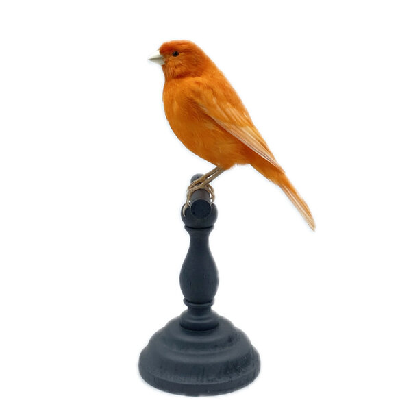 Mounted orange canary