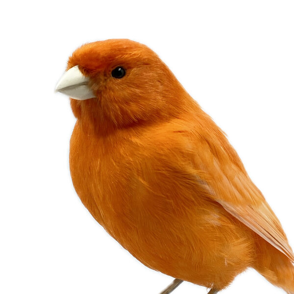 Präparierte  Kanarienvogel