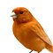 Mounted orange canary