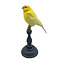 Mounted gele canary