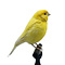 Mounted gele canary