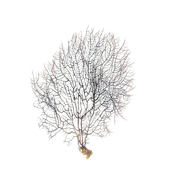 Sea fan
