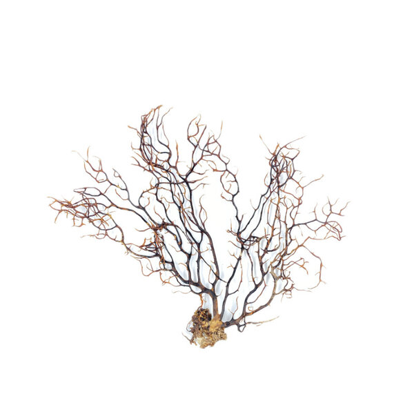 Sea fan