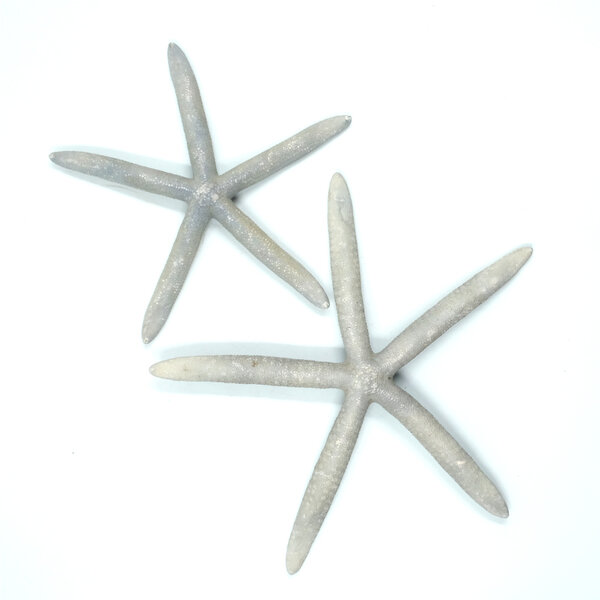Blue-gray starfish