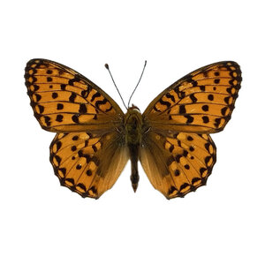 Argynnis aglaja - Große Perlmuttfalter