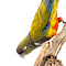 Mounted Burrowing parrot