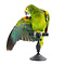 Mounted turquoise-fronted amazon