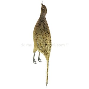 Mounted pheasant (female)