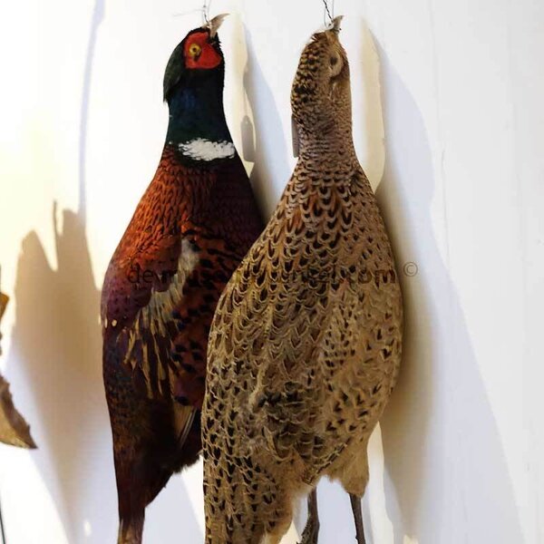 Mounted pheasant hanging (female)