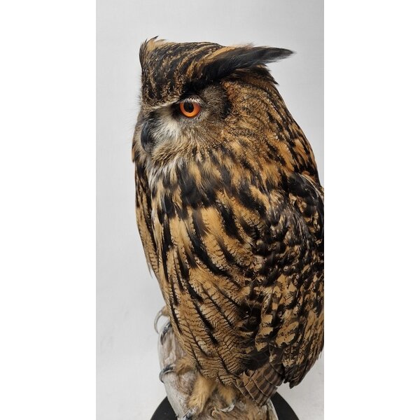 Mounted Eurasian eagle-owl