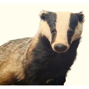 Mounted European badger