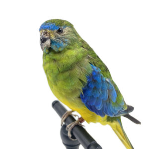 Mounted turquoise parrot (B)