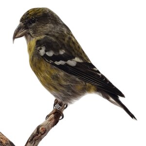 Mounted Two-barred crossbill - female (A)