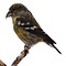 Mounted Two-barred crossbill - female (A)