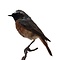 Mounted common redstart